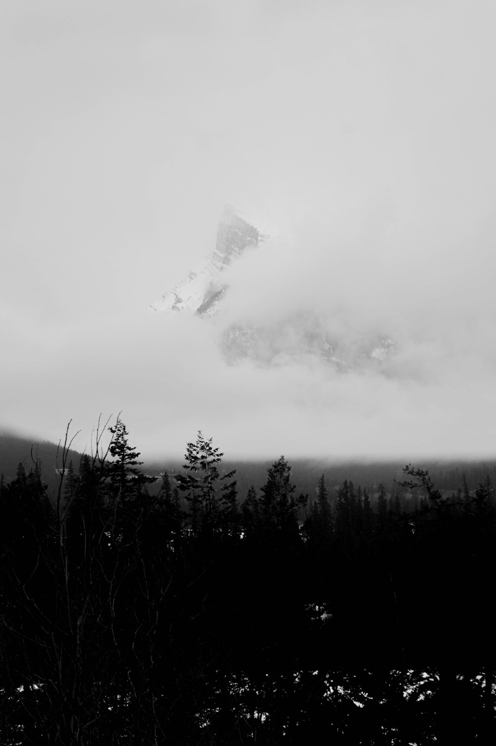 a black and white photo of trees and a mountain