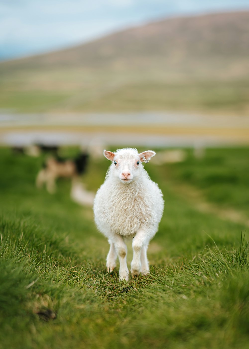 a white sheep standing on top of a lush green field