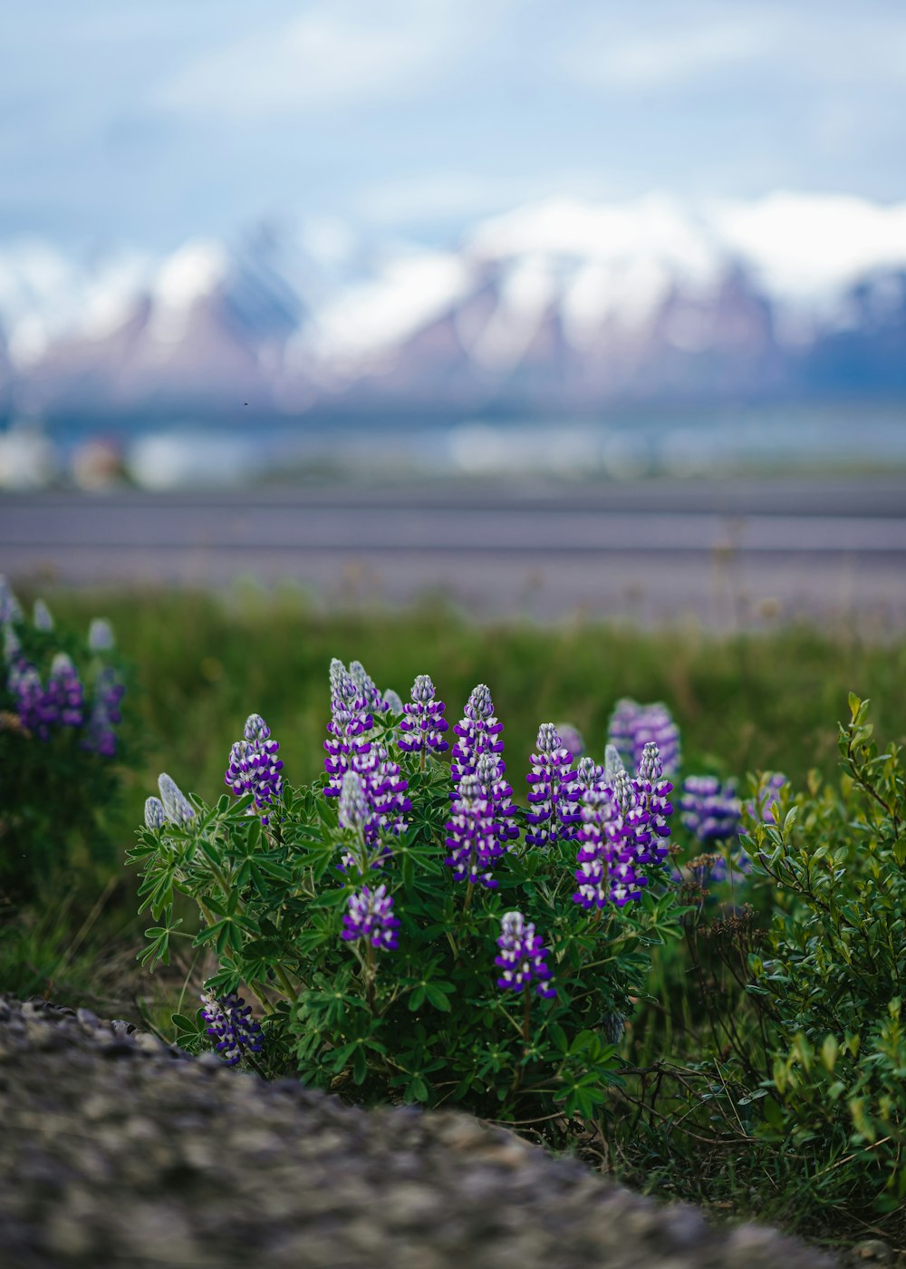 un champ de fleurs violettes avec des montagnes en arrière-plan