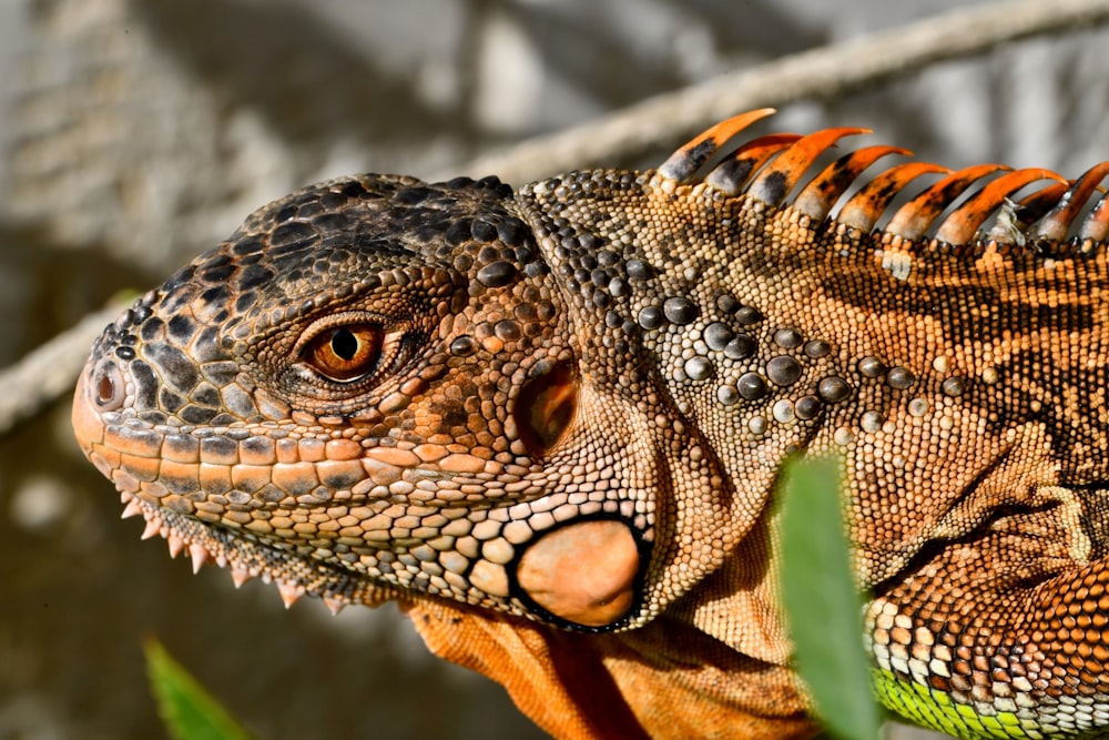 a close up of a lizard on a tree branch