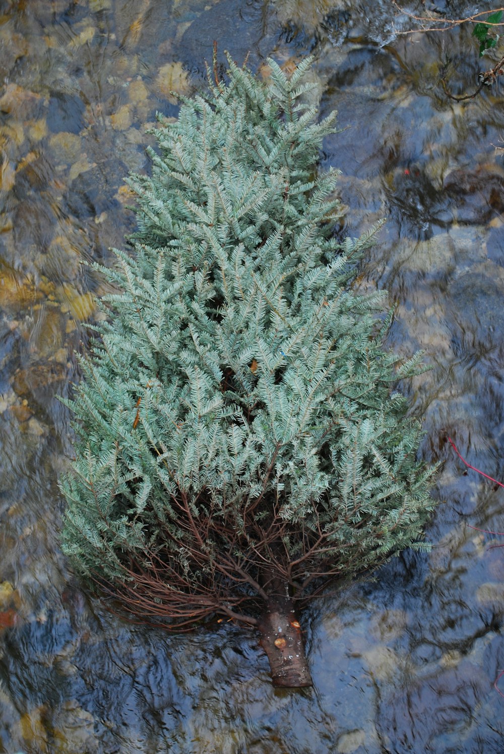 a small tree in a stream of water