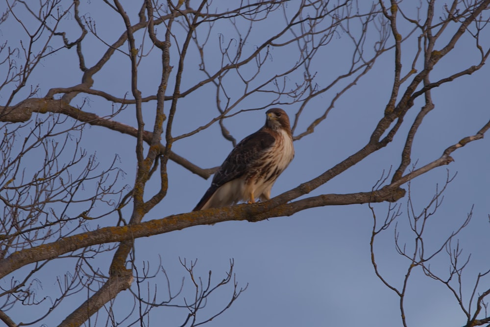 a hawk is perched on a tree branch