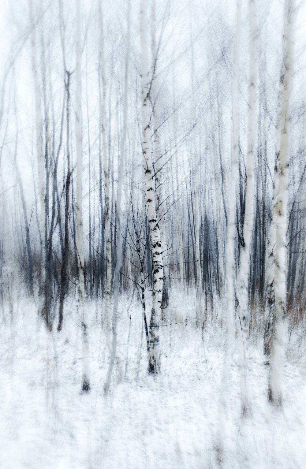 uma foto desfocada de árvores na neve