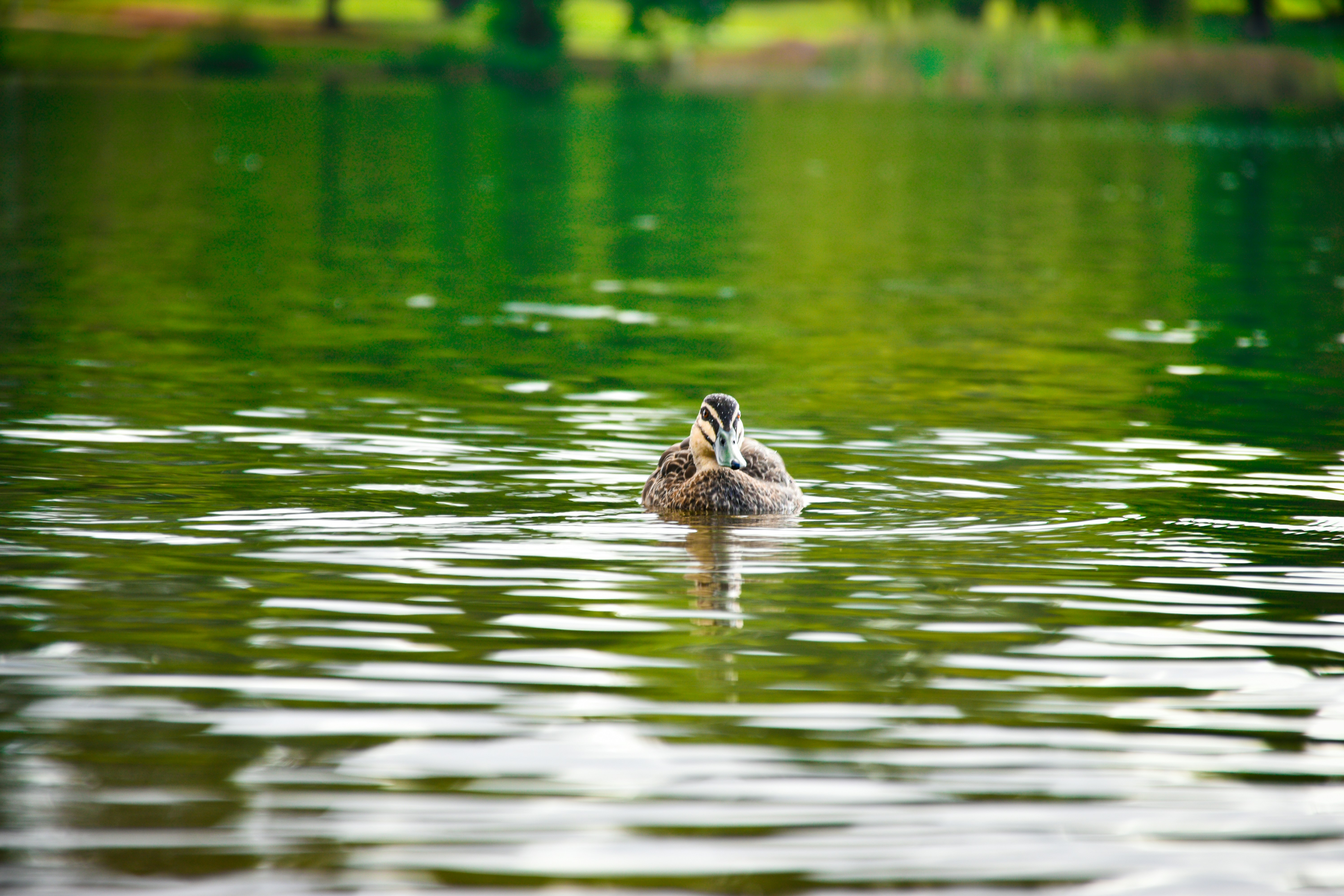 Photo by adam_skrinnikoff