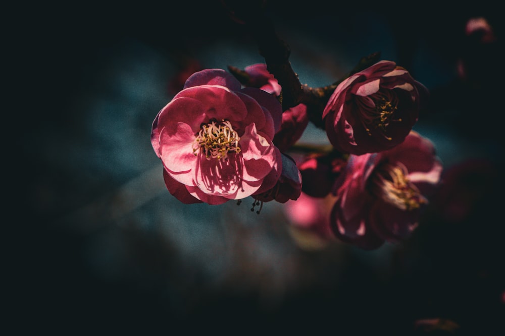 a close up of a pink flower on a tree