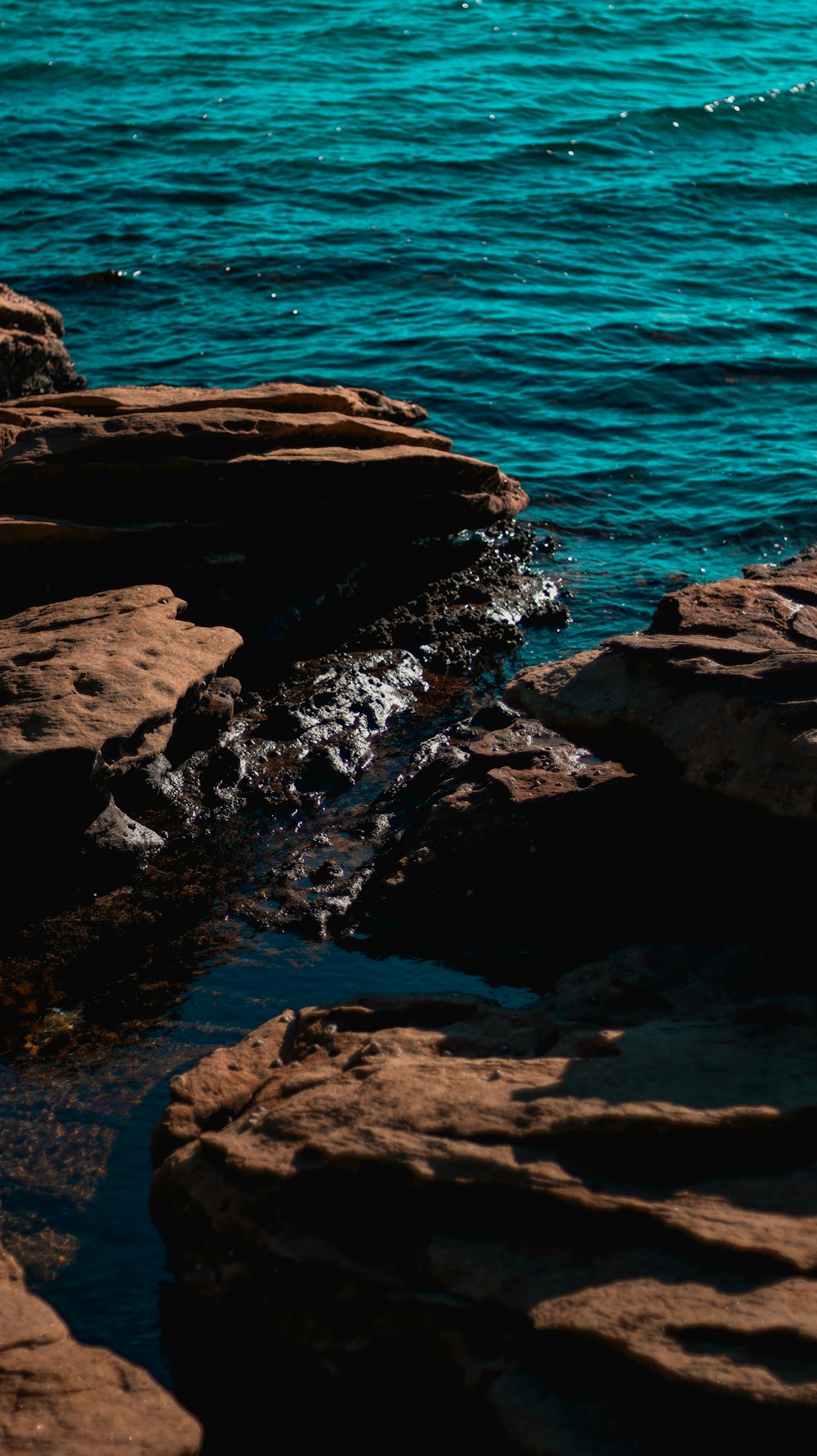 a bird sitting on a rock near the water