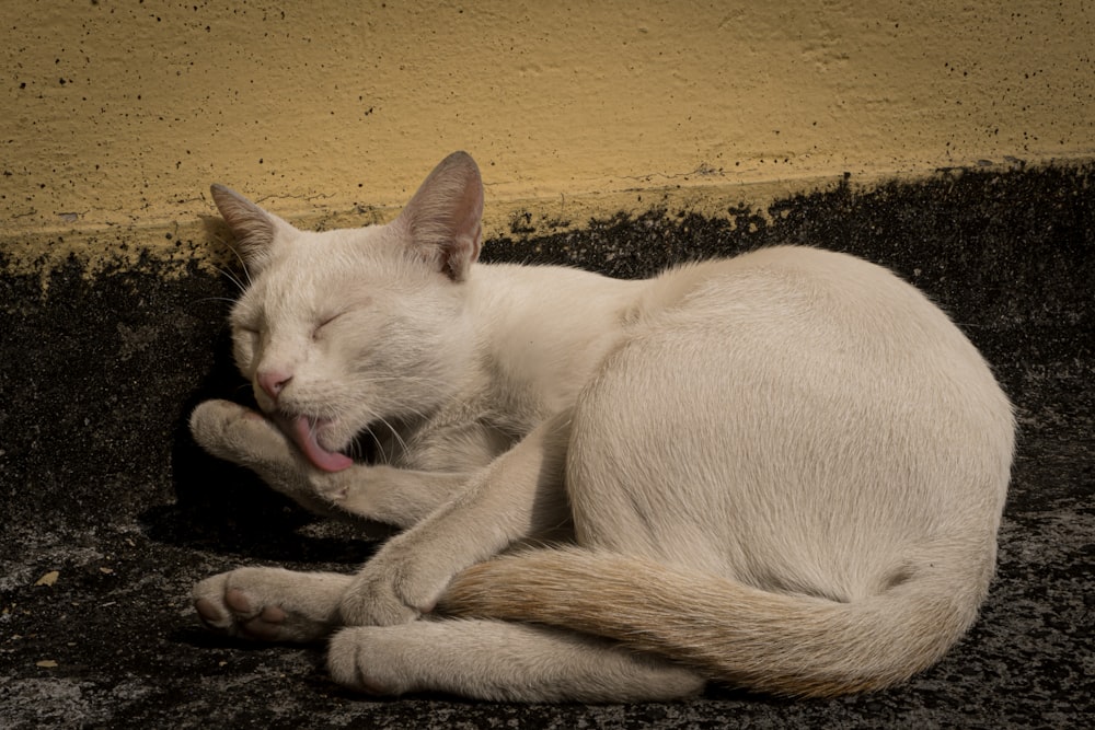 a white cat laying on the ground yawning