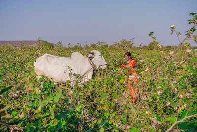 a woman standing in a field next to a cow