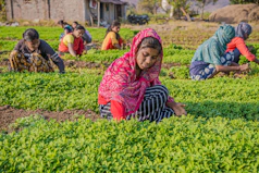a group of women working in a field
