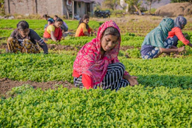 a group of women working in a field