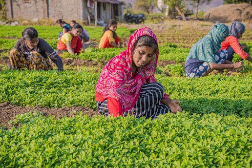 a group of women working in a field