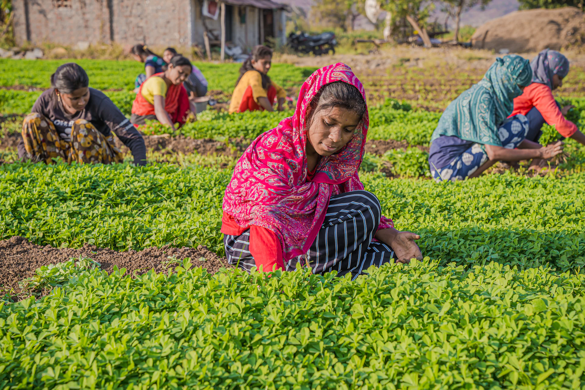 a group of women working in a field