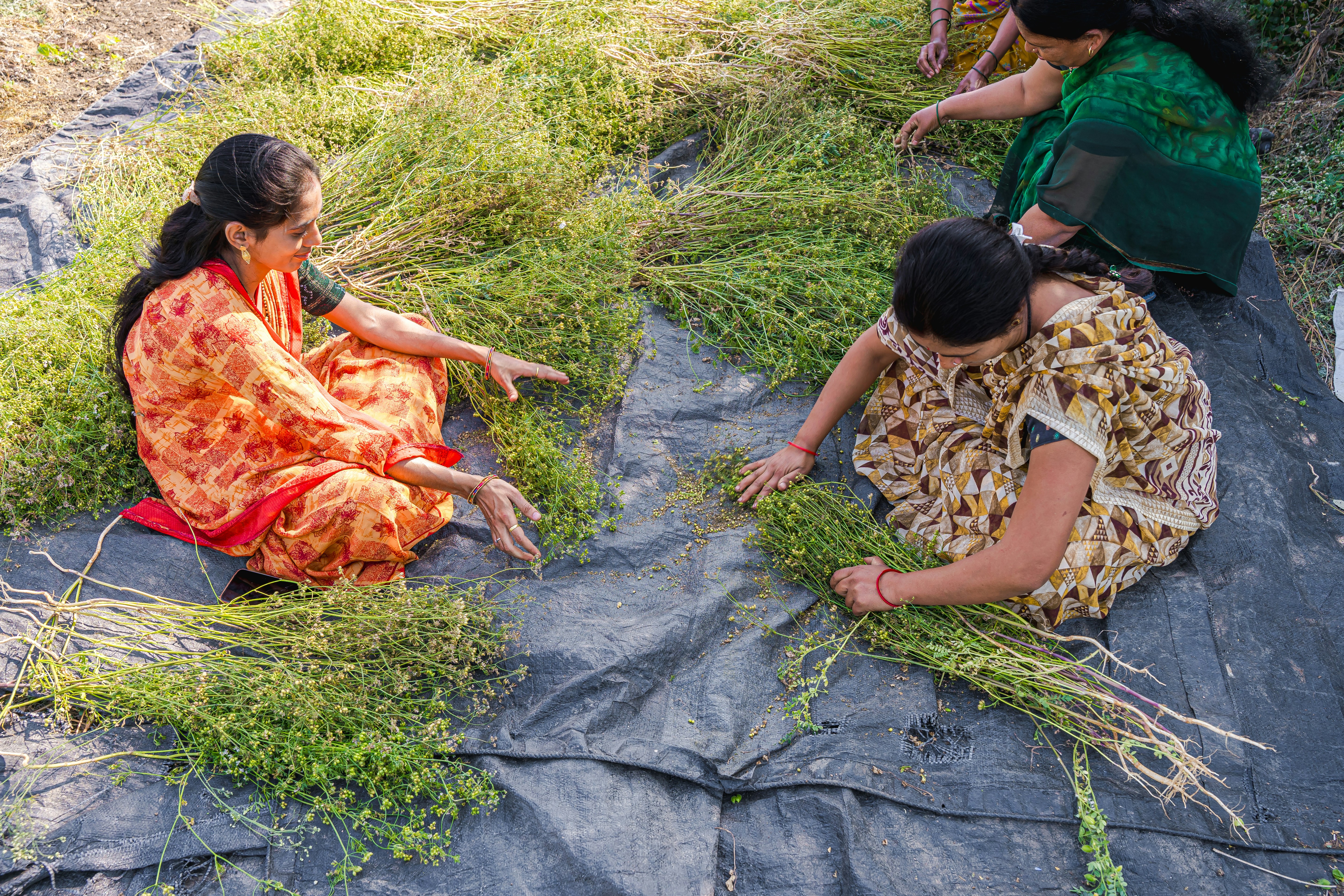 Farmers farming in India