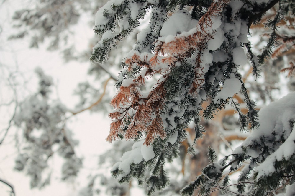 a pine tree covered in snow with lots of branches