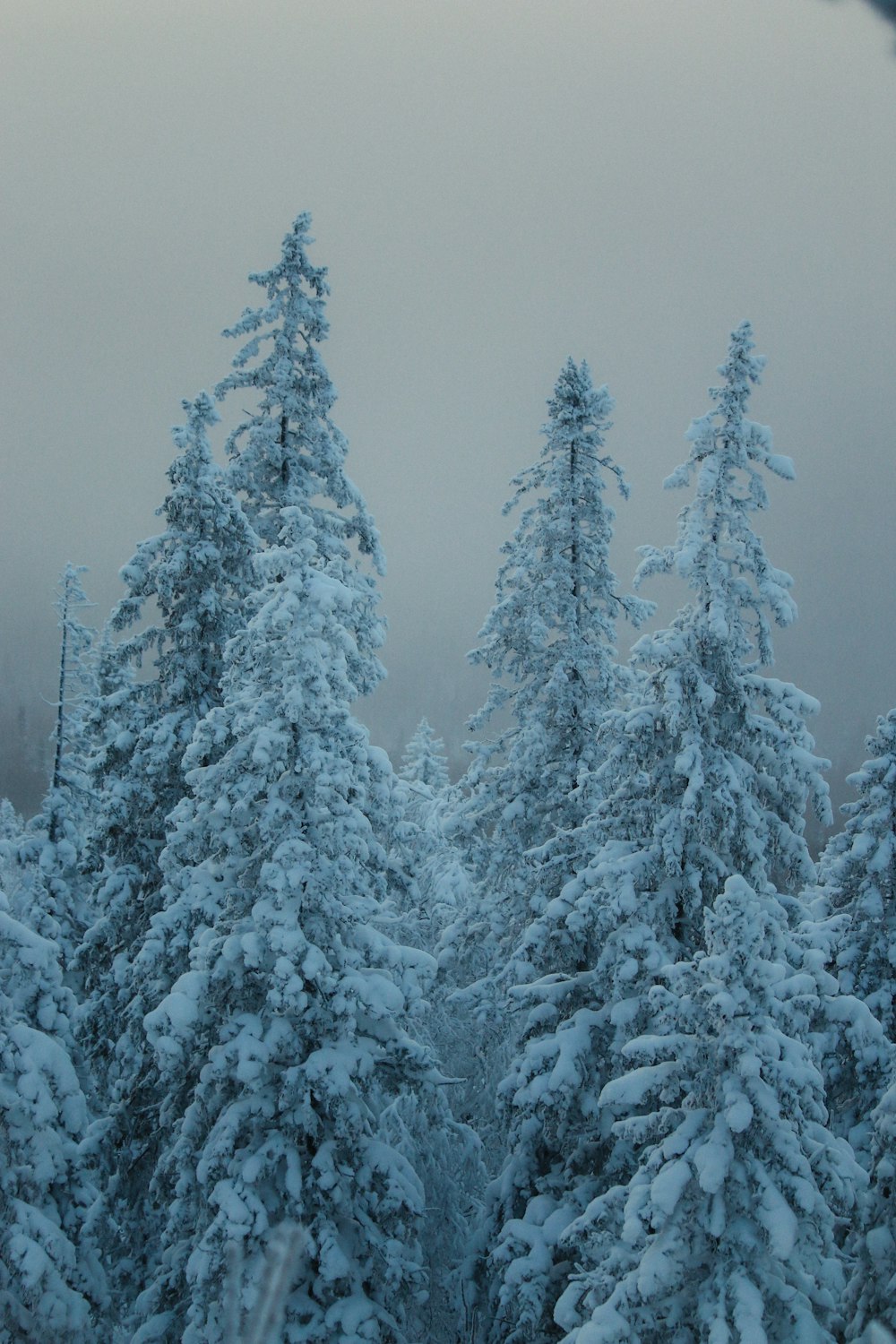 a group of snow covered trees in a forest