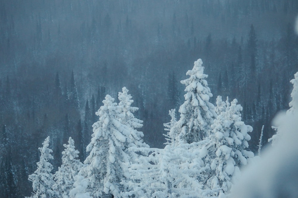 a person on a snowboard in the snow