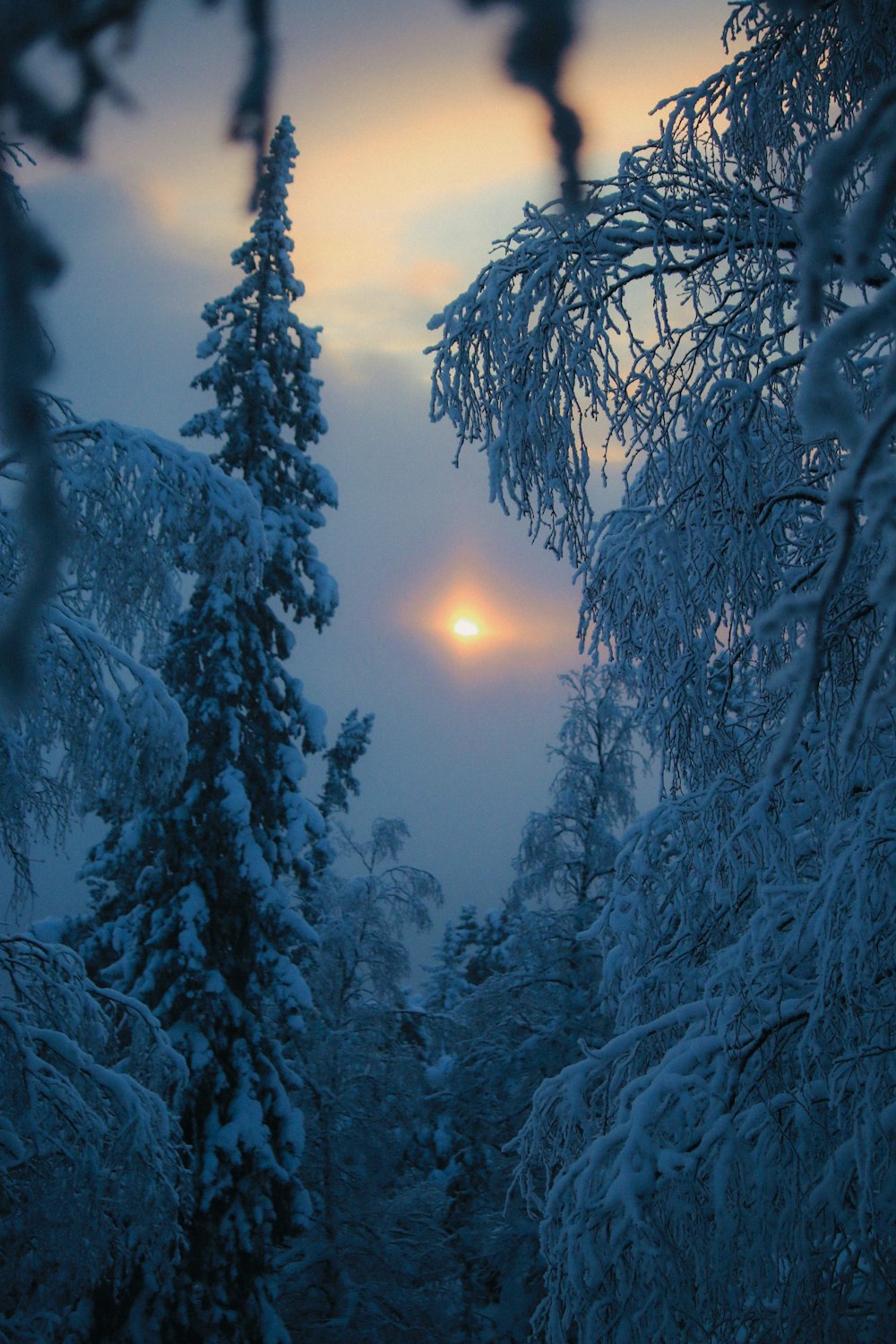 the sun is shining through the trees in the snow