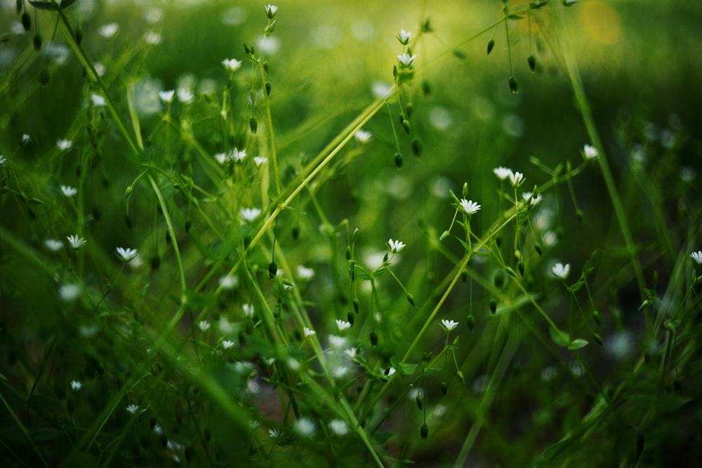 a close up of some grass with white flowers