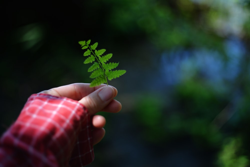 a person holding a green leaf in their hand