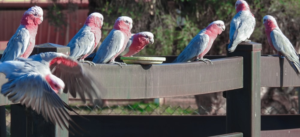 a group of birds sitting on top of a wooden fence