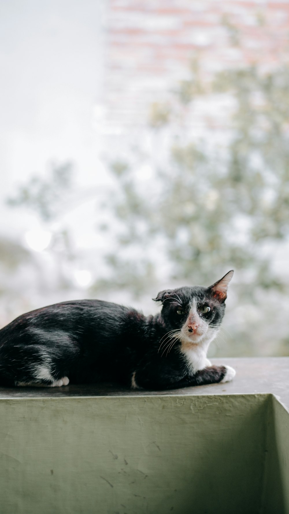 a black and white cat sitting on a ledge
