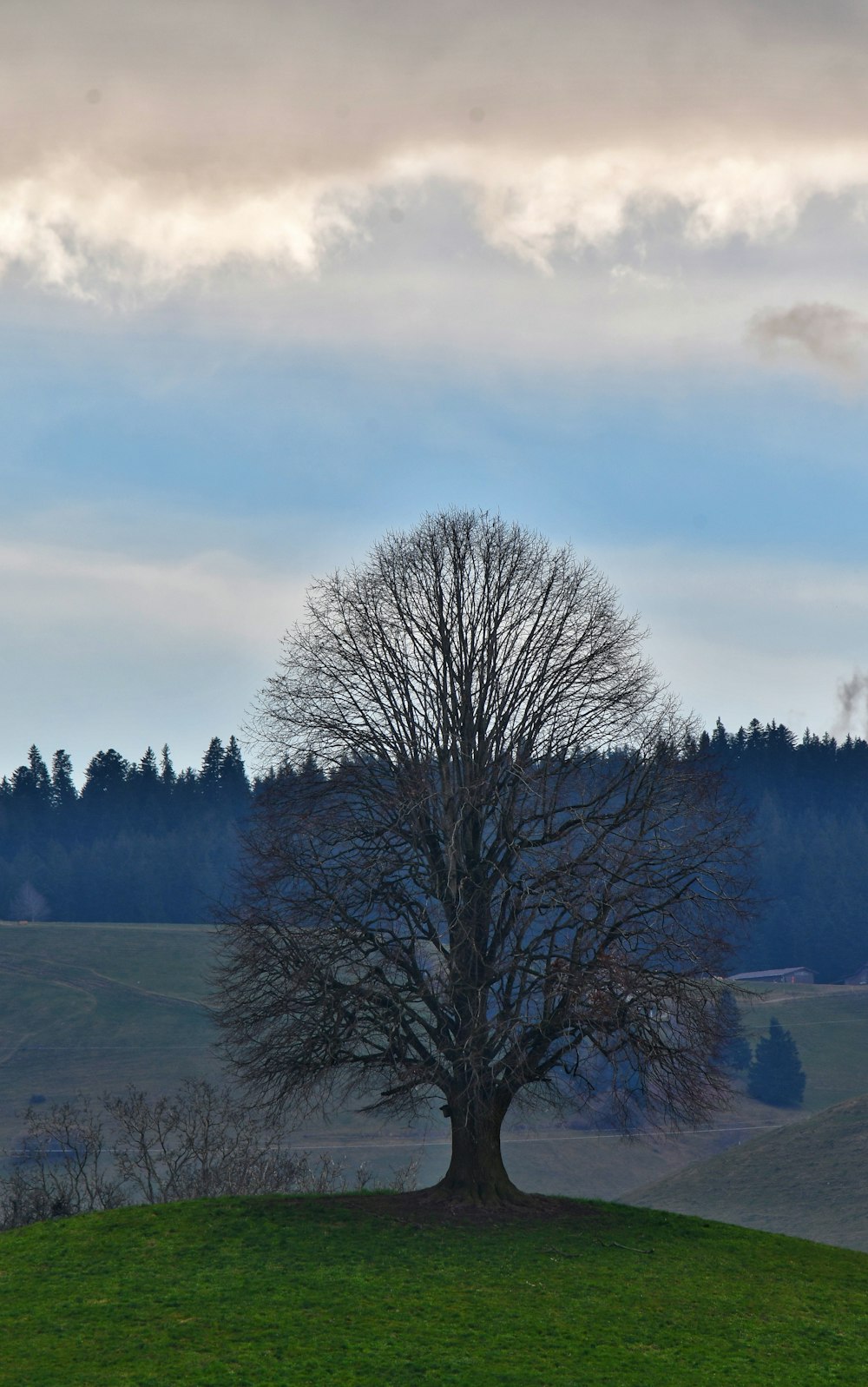 a lone tree on a grassy hill with trees in the background