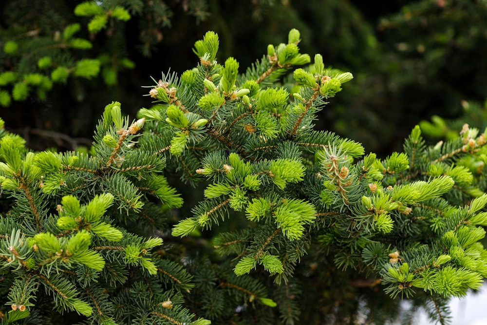 a close up of a pine tree branch