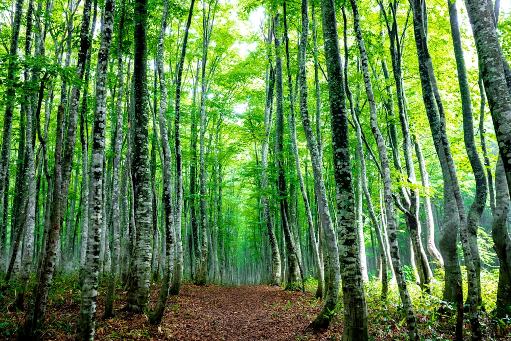 a path through a forest filled with lots of trees