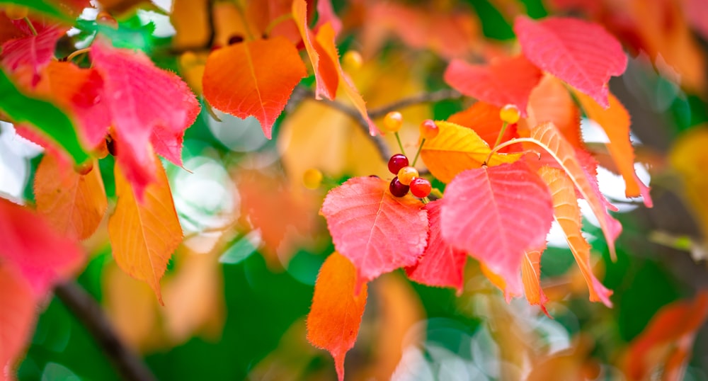 a close up of a bunch of leaves on a tree