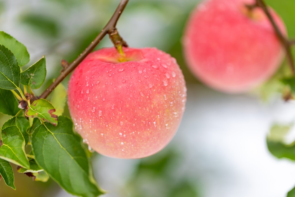 a close up of two apples on a tree