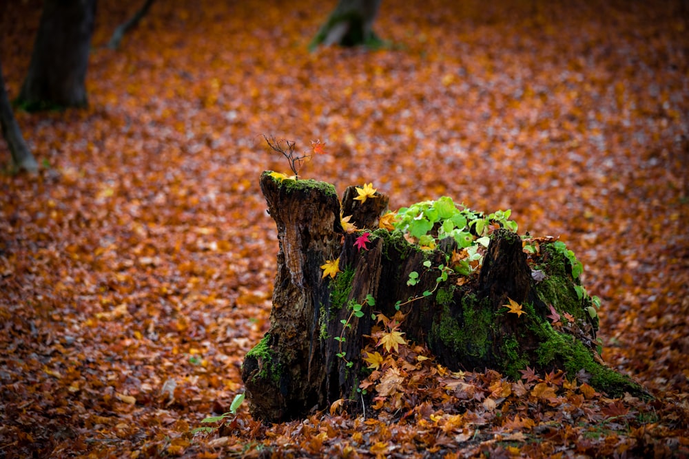 a fallen tree stump in a forest filled with leaves