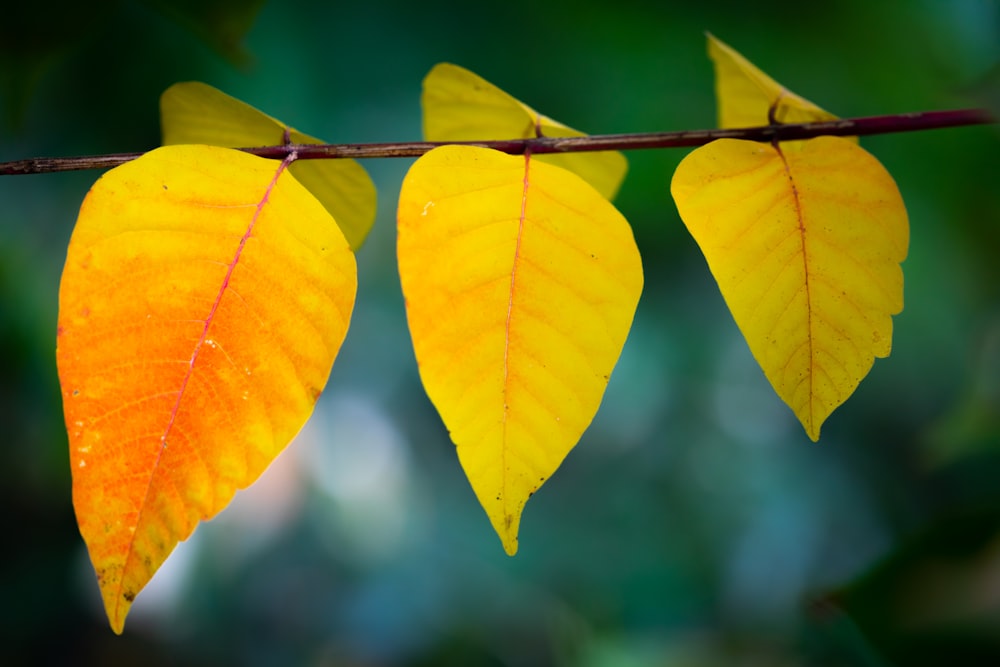 a branch with two yellow leaves hanging from it