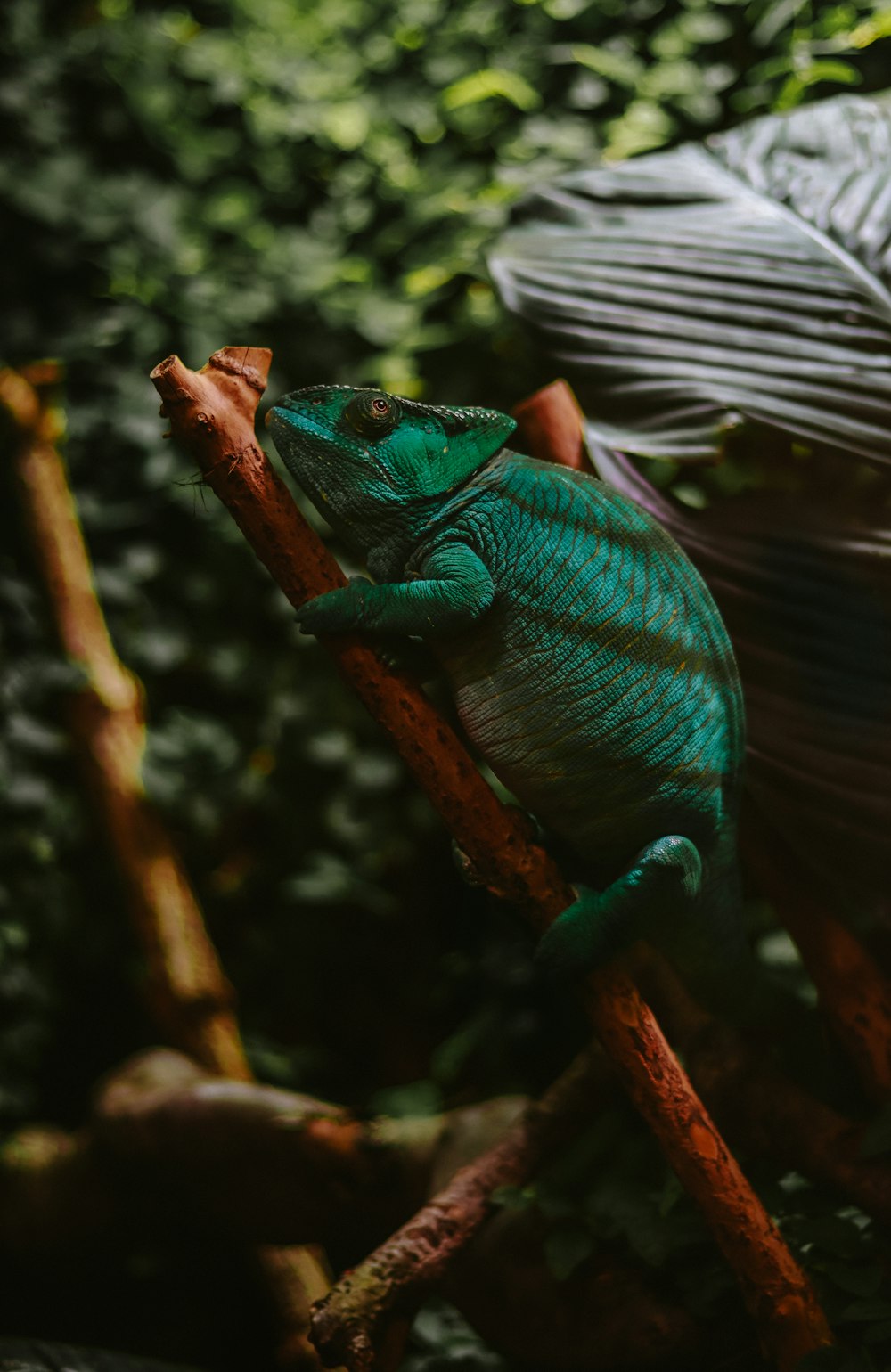 un chamelon vert assis sur une branche d’arbre