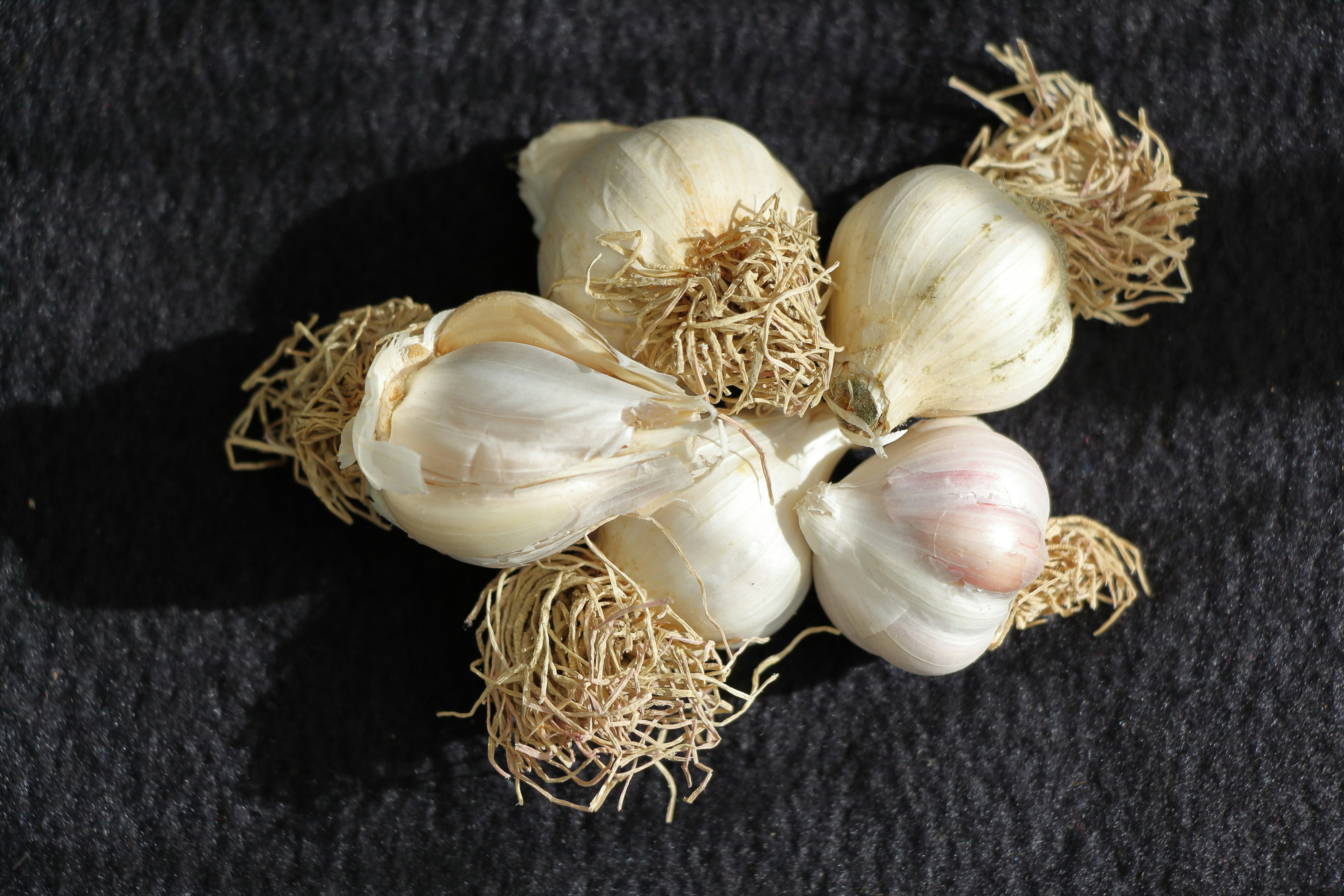 Garlic Growing at Home