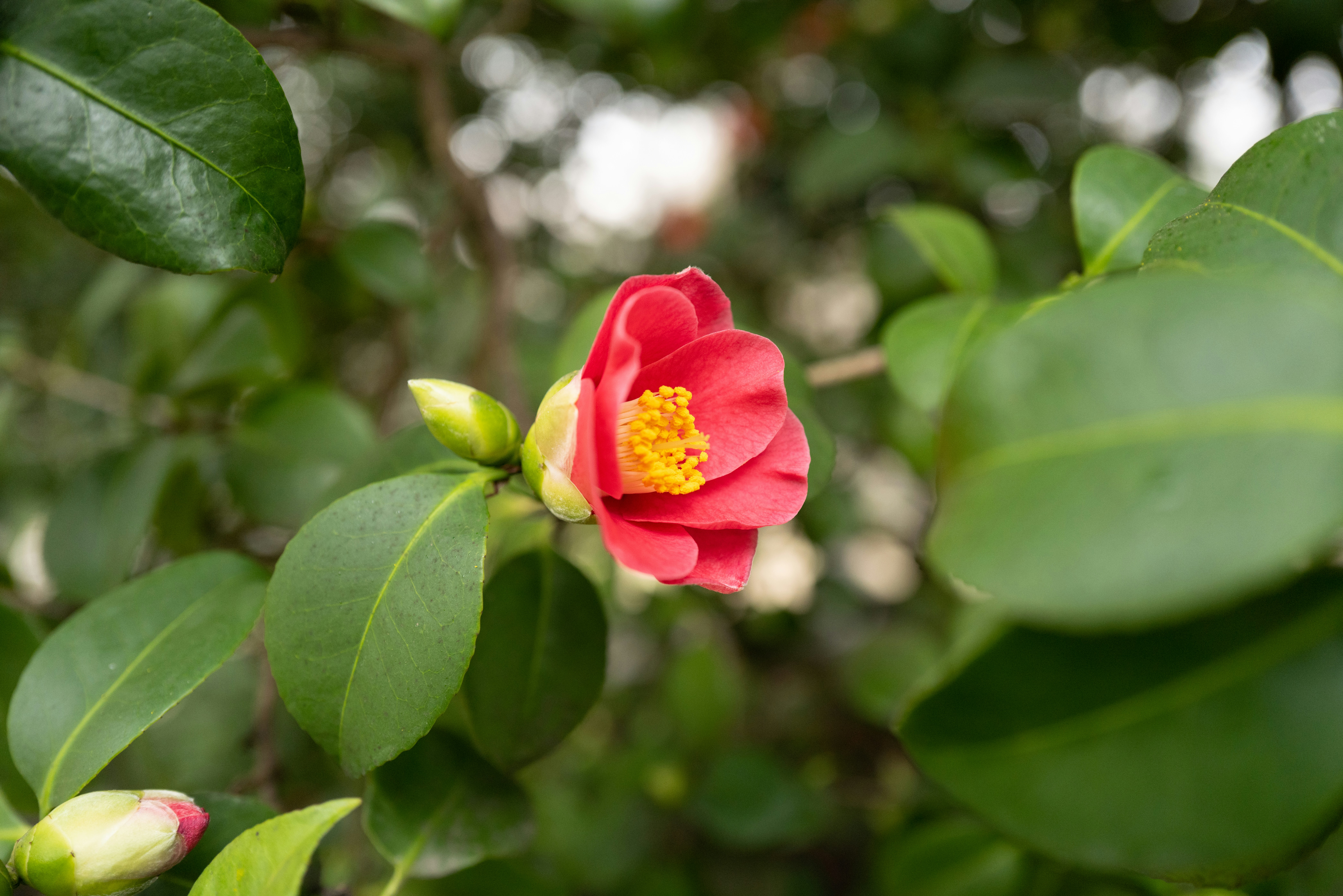 Photo by dominikferl