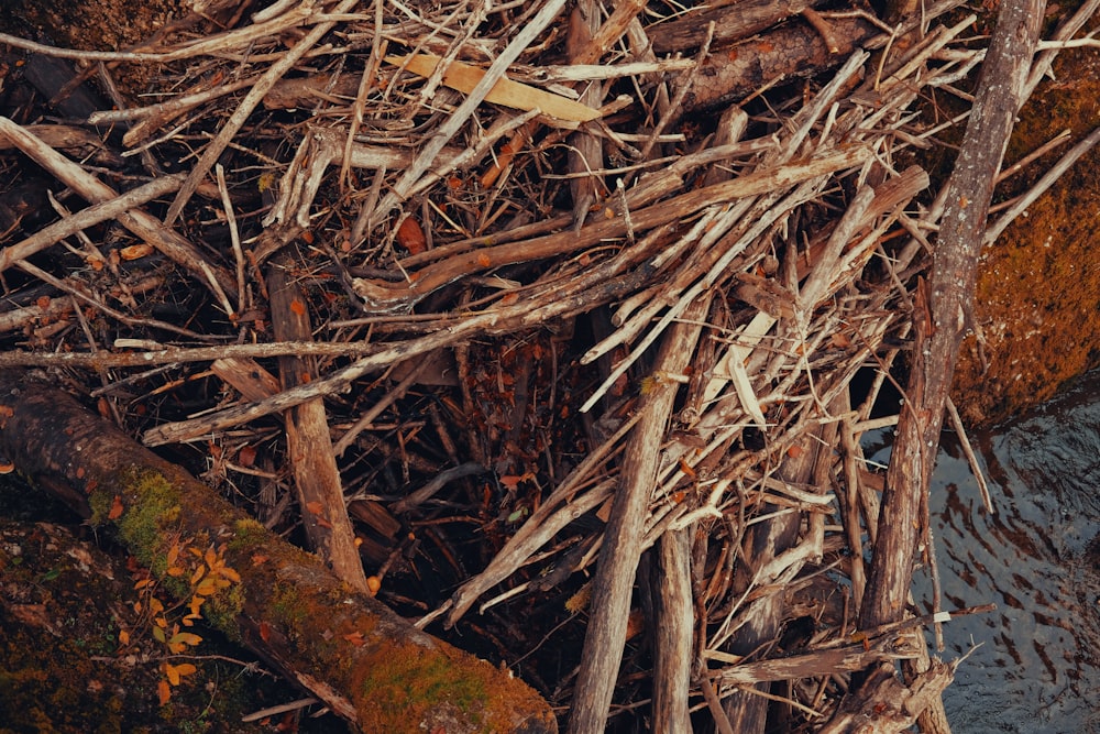 a pile of sticks and twigs on the ground