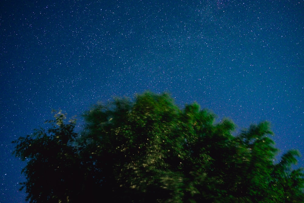 the night sky is full of stars and trees