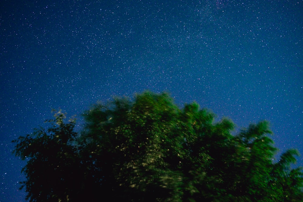 O céu noturno está cheio de estrelas e árvores