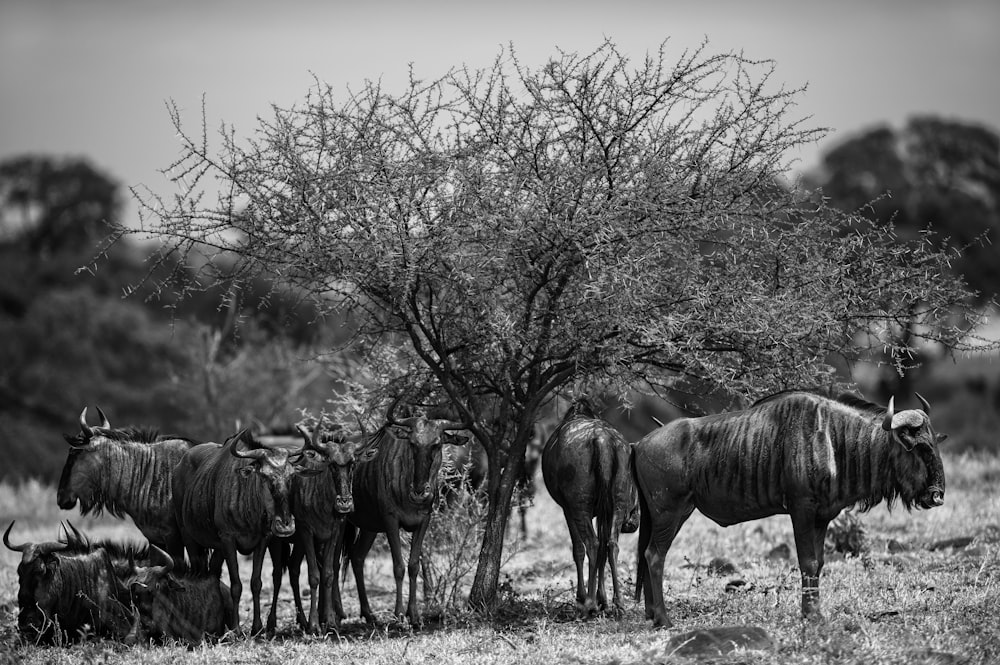 a herd of wildebeest standing next to a tree