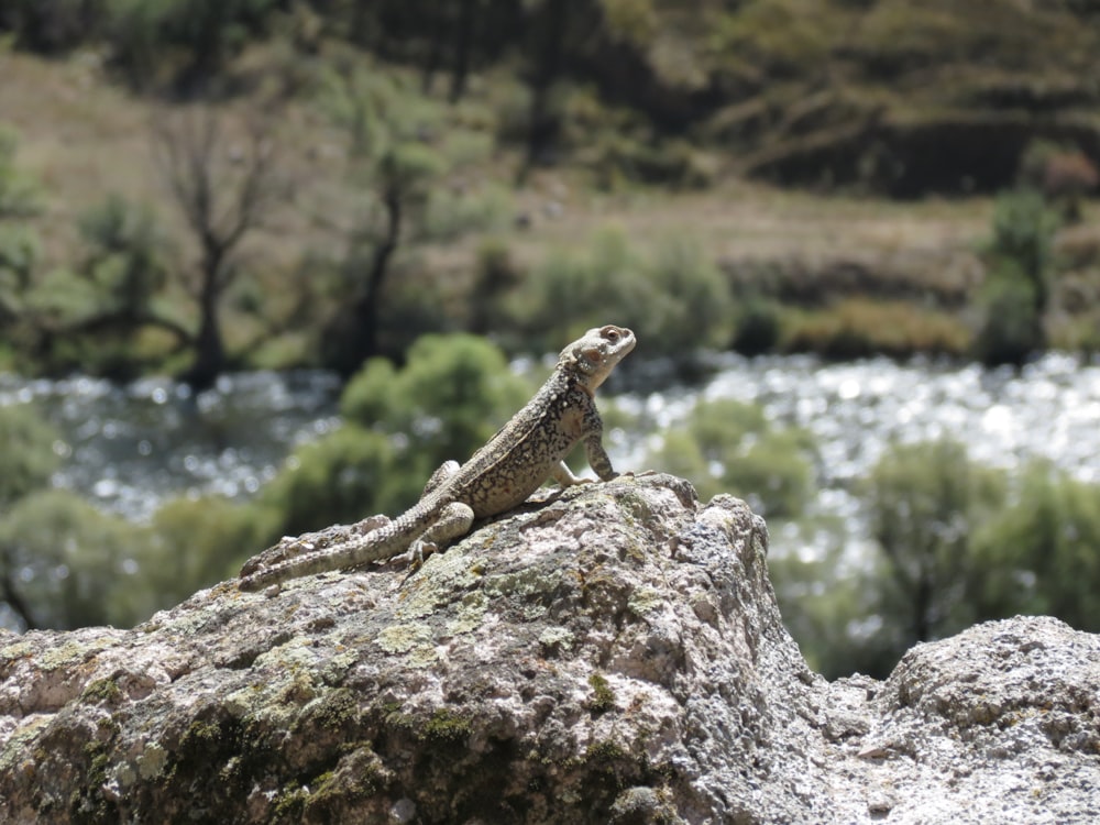 a lizard sitting on top of a rock next to a river