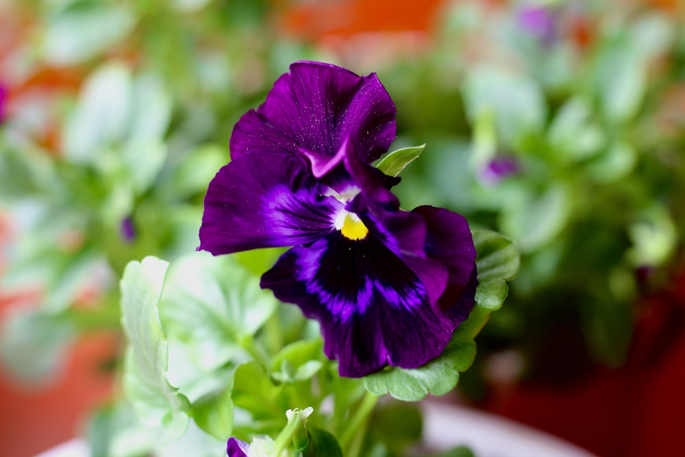 a close up of a purple flower in a pot