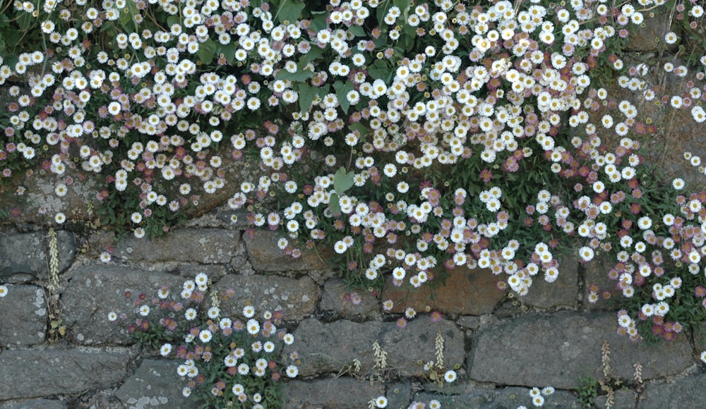 a bunch of white and pink flowers growing on a stone wall