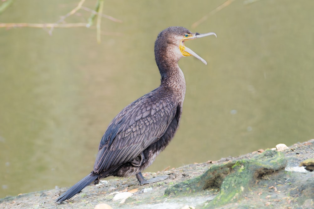 a bird with a fish in it's mouth