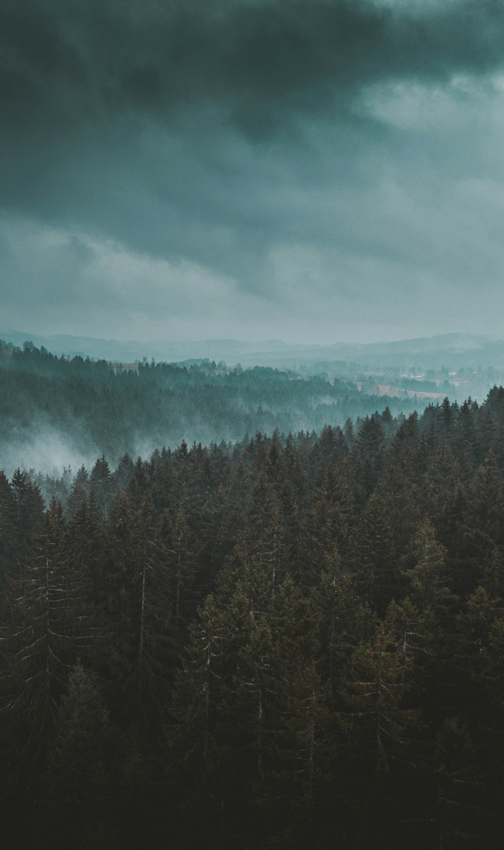 a forest filled with lots of trees under a cloudy sky