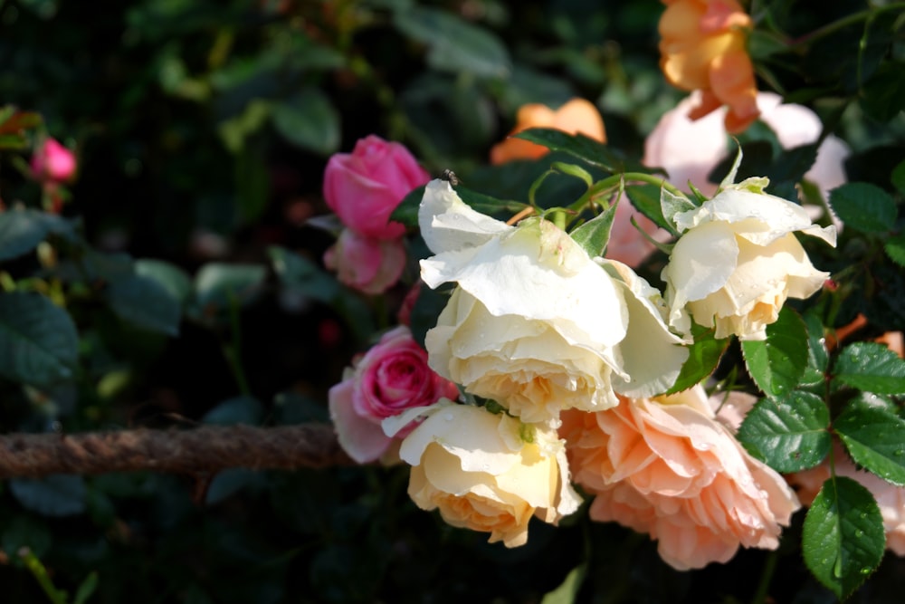 a bunch of pink and white roses on a bush