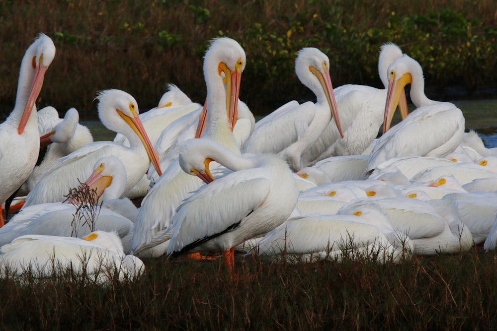 a large group of white pelicans are gathered together