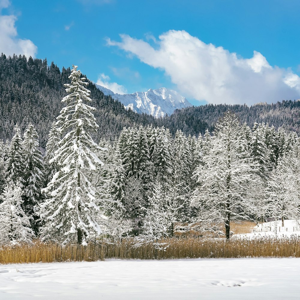 a snow covered field with trees and mountains in the background