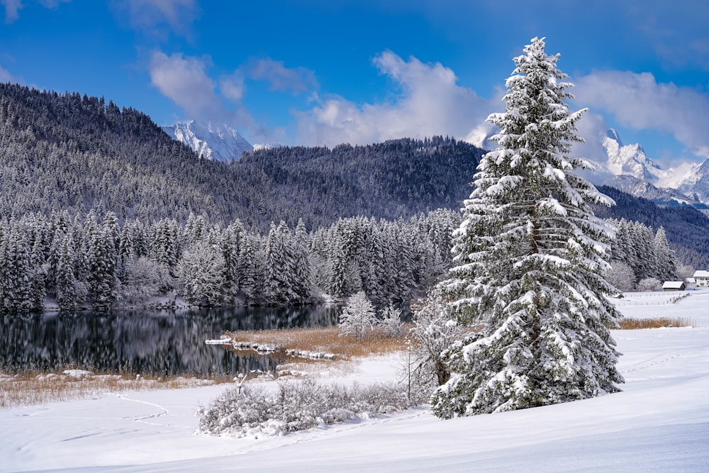 a snow covered pine tree stands in front of a mountain lake