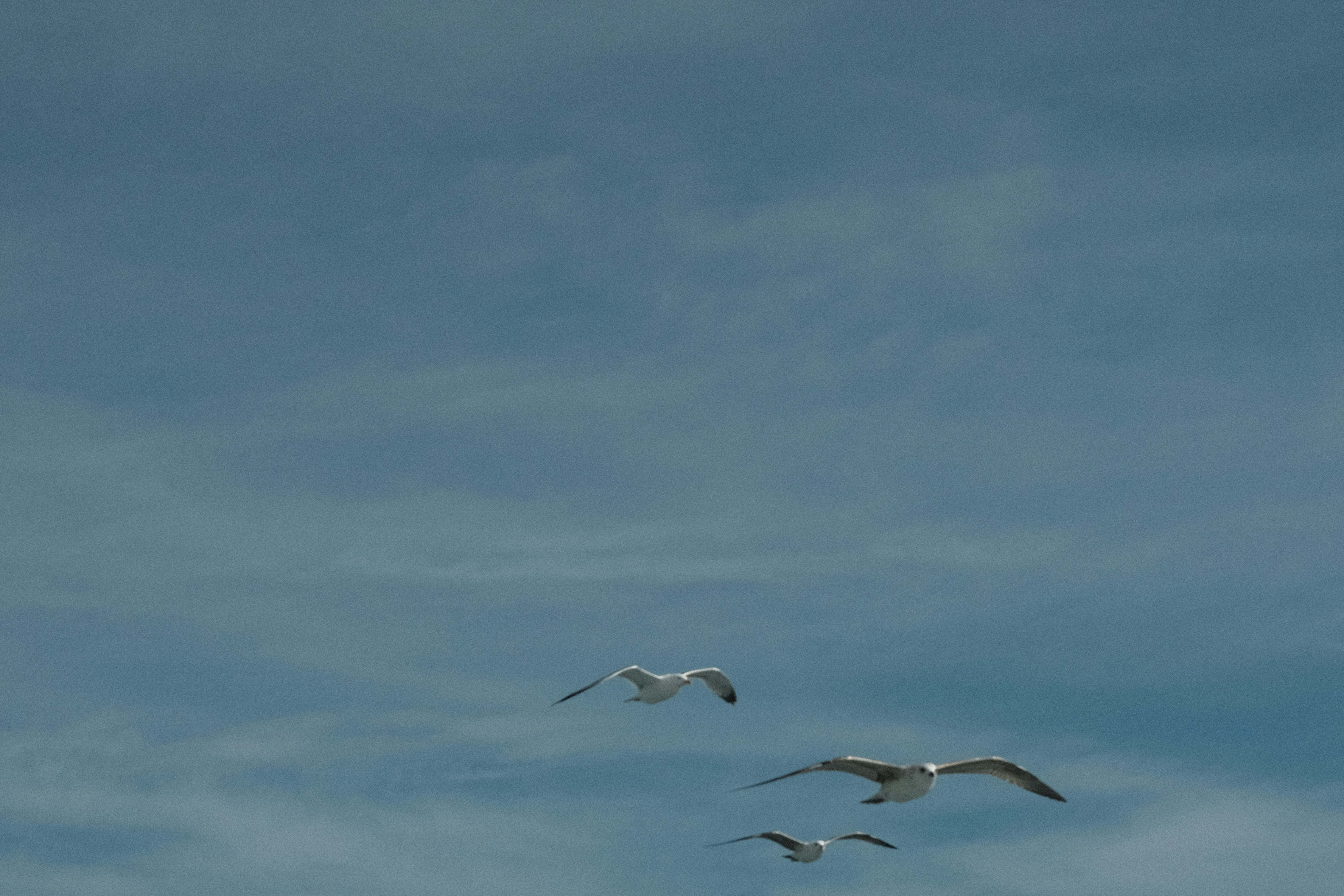 a flock of seagulls flying through a cloudy blue sky