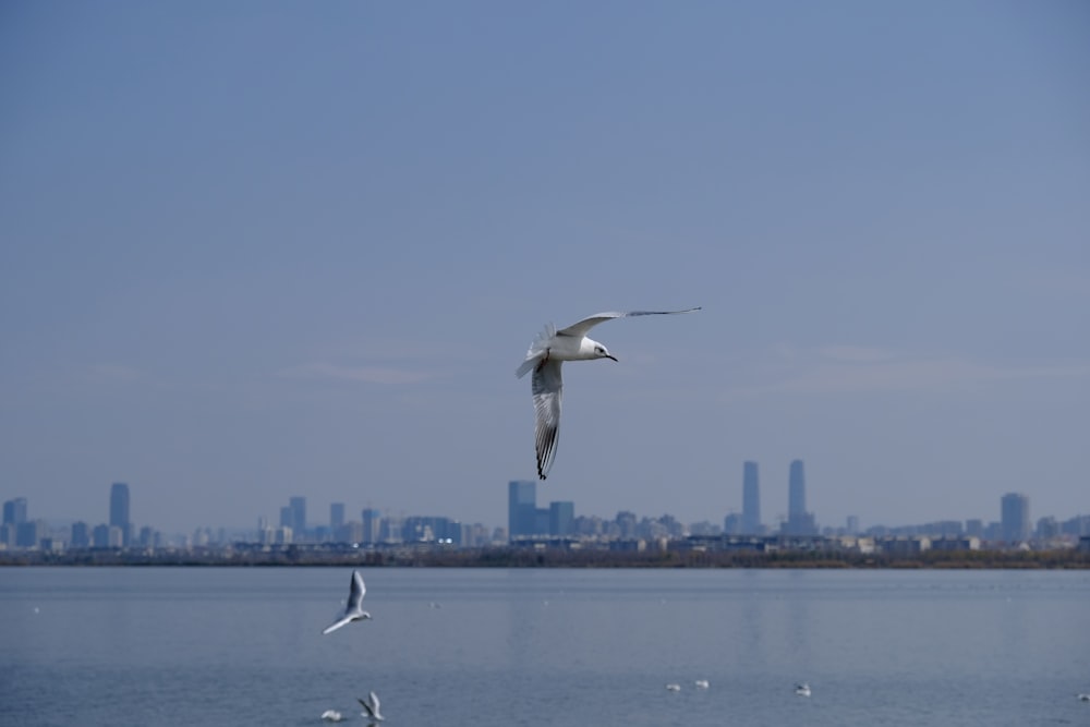 a flock of seagulls flying over a large body of water